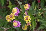 Lantana camara. Верхушка веточки с соцветиями и незрелыми соплодиями. Греция, о. Крит, Ретимно (Ρέθυμνο), городское озеленение. 07.05.2014.