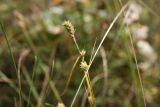 Carex buxbaumii