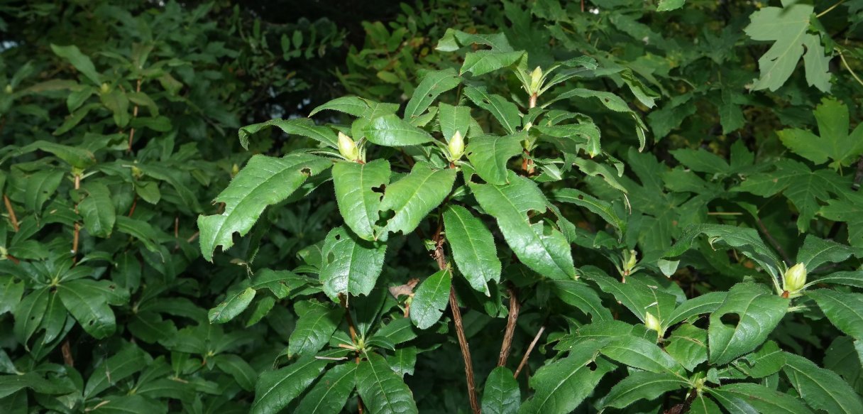 Изображение особи Rhododendron luteum.