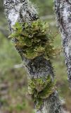 Lobaria pulmonaria