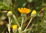 Inula oculus-christi. Верхушки побегов с распускающимися соцветиями. Крым, Бахчисарайский р-н, пещерный г. Эски-Кермен, луговой склон. 07.06.2016.