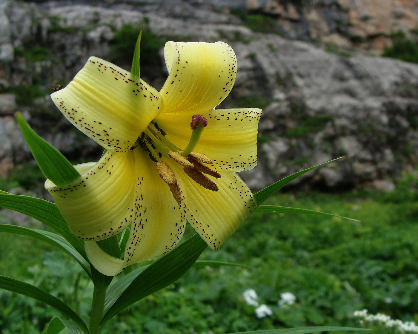 Изображение особи Lilium kesselringianum.