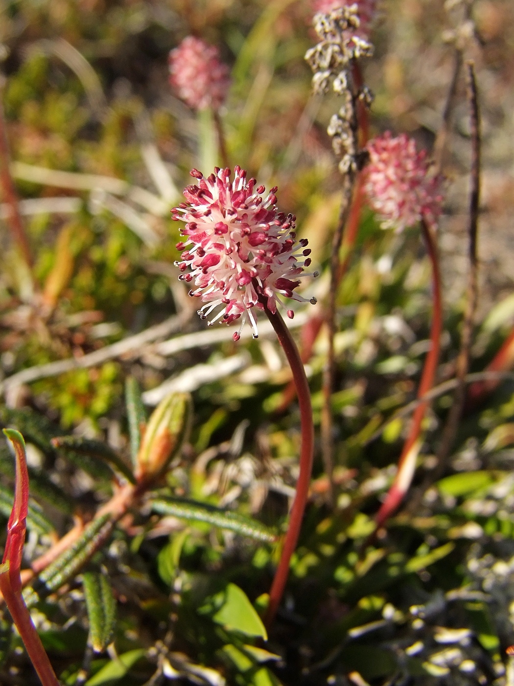 Изображение особи Tofieldia coccinea.