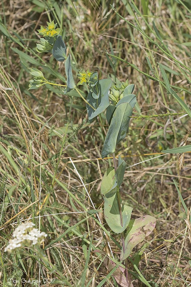 Изображение особи Bupleurum rotundifolium.