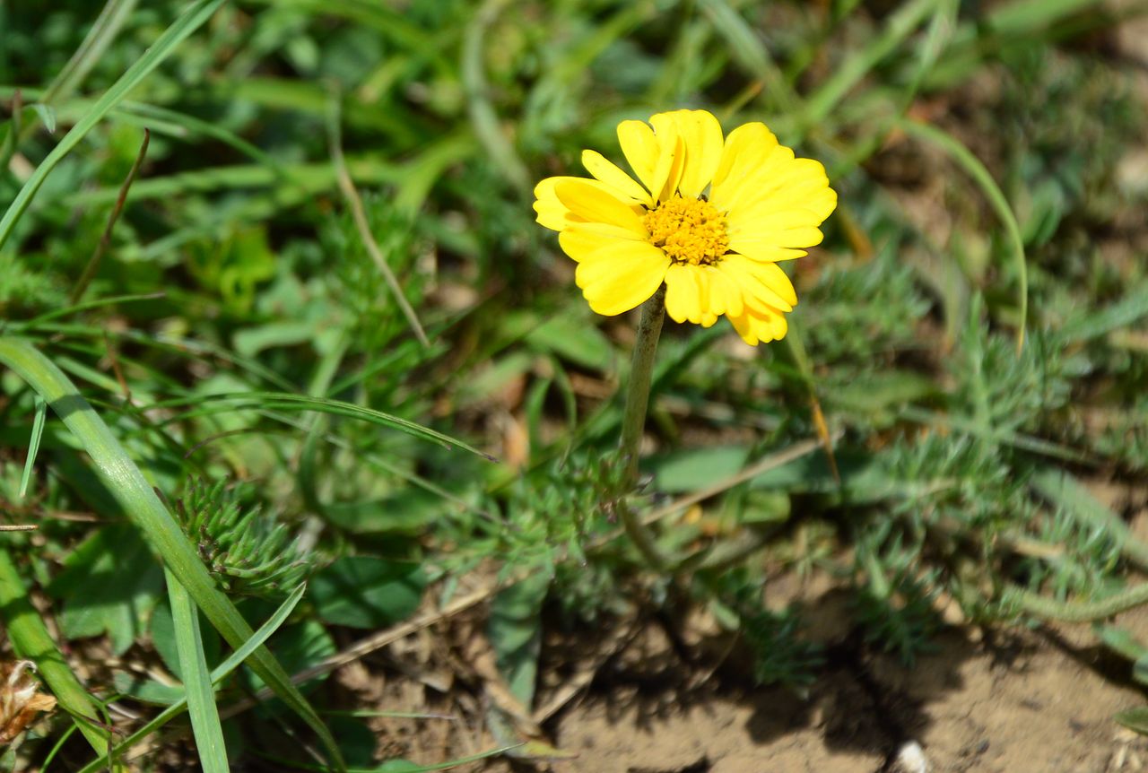 Изображение особи Anthemis sosnovskyana.