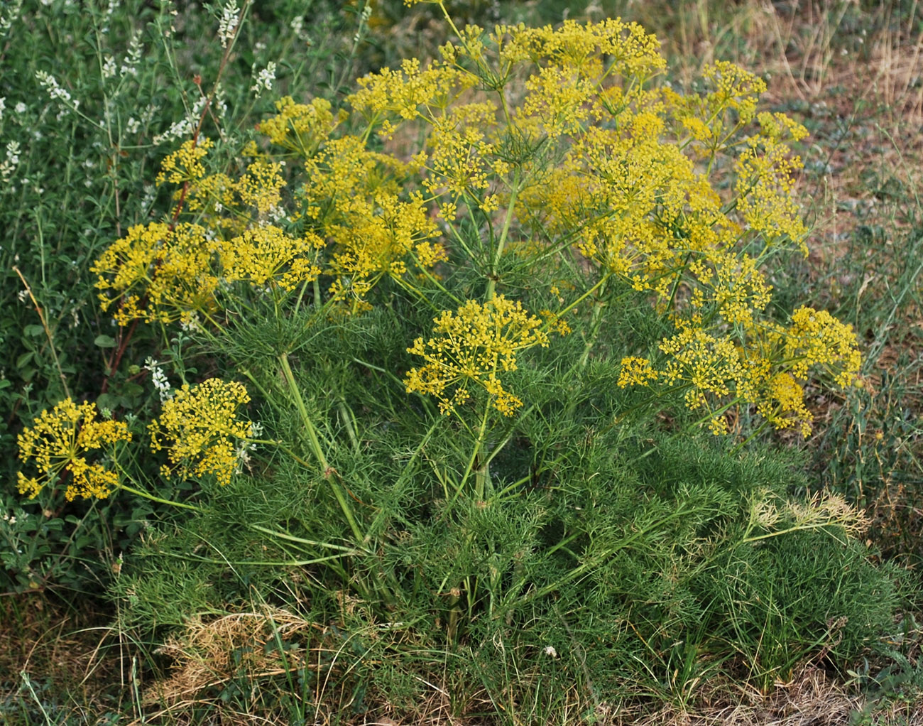 Изображение особи Prangos ornata.