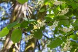 Styrax obassia