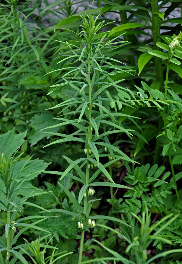 Изображение особи Polygonatum verticillatum.