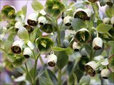 Helleborus foetidus