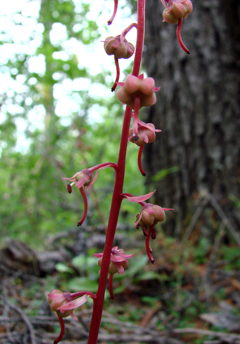 Изображение особи Pyrola incarnata.