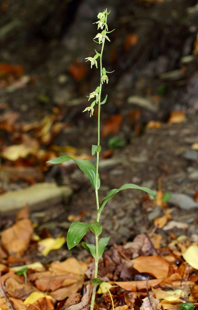 Изображение особи Epipactis muelleri.