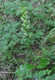 Platanthera chlorantha. Цветущее растение. Грузия, Боржоми-Харагаульский национальный парк, лес. 24.05.2018.