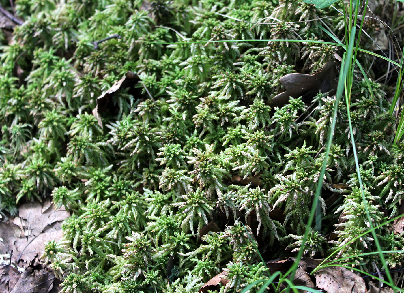 Image of Sphagnum centrale specimen.