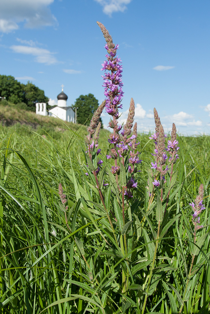 Изображение особи Lythrum salicaria.