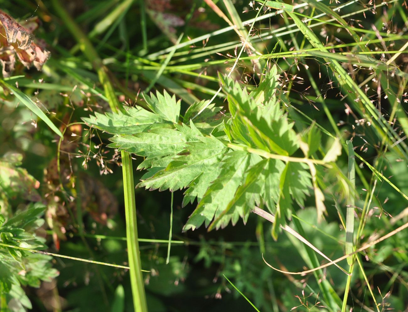 Изображение особи Pimpinella rhodantha.