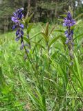 Polygala comosa