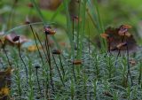 Polytrichum juniperinum