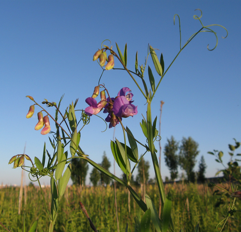 Изображение особи Lathyrus palustris.