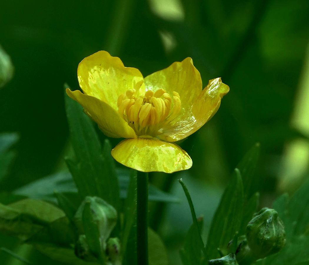 Image of Ranunculus repens specimen.