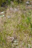 Agrostis tenuis. Соцветие. Санкт-Петербург, Кронштадтский р-н, г. Кронштадт, окр. пересечения КАД и Кронштадтского шоссе, у дороги на песчаной почве. 21.06.2020.