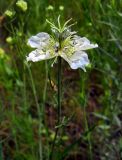 Nigella arvensis. Цветок. Ростовская обл., Азовский р-н, окр. с. Кугей, степной склон. 21.06.2020.