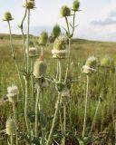 Dipsacus laciniatus