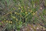 Helichrysum arenarium