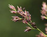 Calamagrostis monticola. Часть соцветия. Приморский край, Шкотовский р-н, хр. Большой Воробей, выс. 1200 м н.у.м., каменная россыпь на южном склоне недалеко от вершины. 24.07.2020.