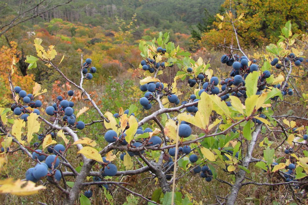 Изображение особи Prunus spinosa.