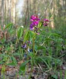 Lathyrus vernus. Верхняя часть цветущего растения. Ульяновская обл, окр. г. Димитровград, пойма р. Мал. Ерыкла, переходящий в заболоченный ольшаник широколиственно-сосновый лес. 27.04.2023.