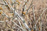 Ephedra strobilacea. Часть ветви со стробилами и притаившимся клопом. Узбекистан, Каракалпакия, Чилпык-Кала, песчаный участок. 11 апреля 2023 г.