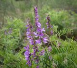 Vicia tenuifolia. Соцветия и листья. Пермский край, Кунгурский р-н, окр. дер. Дейково, окр. ур. Греховская гора, крутой склон. 04.06.2023.