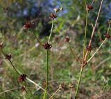 Juncus alpino-articulatus. Части плодоносящих побегов с раскрывшимися коробочками. Магаданская обл., г. Магадан, окр. мкр-на Солнечный, у лесной дороги, залитой дождем. 06.09.2022.