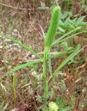 Trifolium angustifolium. Верхушка растения с бутонами. Крым, Ялта, Грузпорт, выбитый участок с рудеральной растительностью. 27 мая 2011 г.