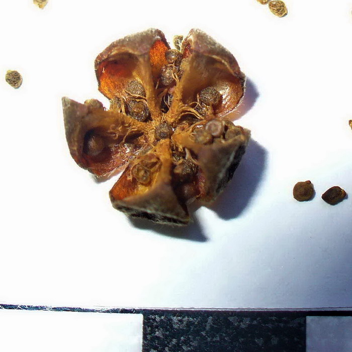Image of Cistus salviifolius specimen.