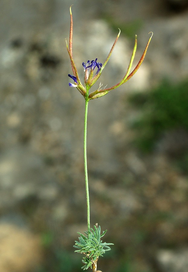Изображение особи Astragalus falcigerus.