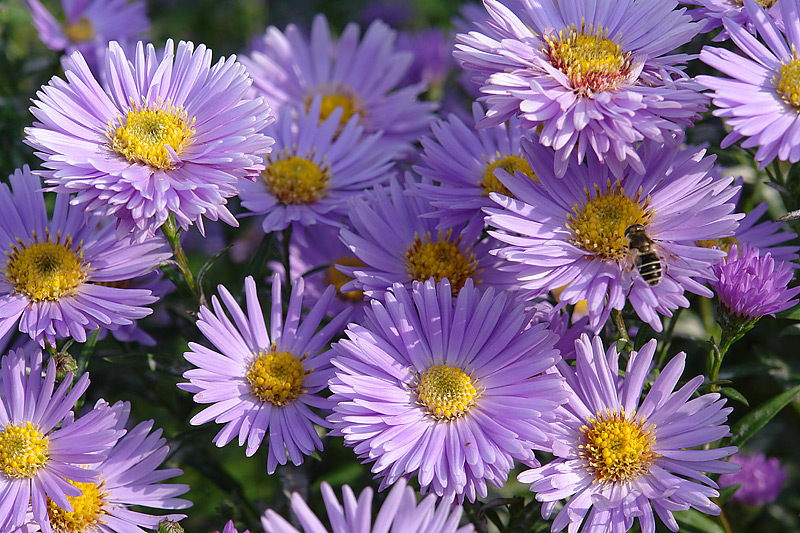 Изображение особи Symphyotrichum &times; versicolor.