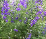 Delphinium consolida