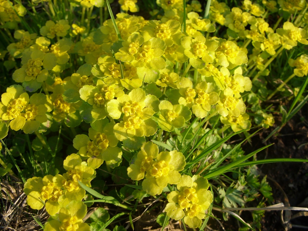 Изображение особи Chrysosplenium sibiricum.