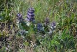 Ajuga orientalis