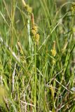 Carex viridula. Побег плодоносящего растения. Эстония, Matsalu National Park, урочище Haeska, заболоченный приморский луг. 20.06.2013.