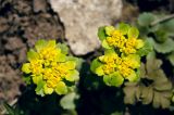 Chrysosplenium pilosum