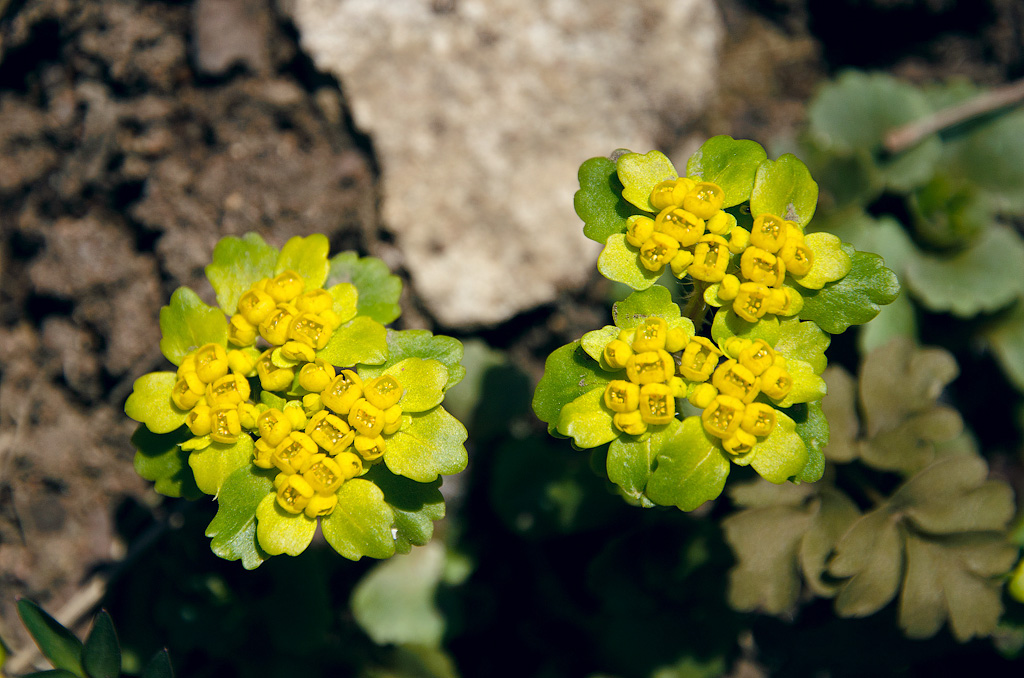 Image of Chrysosplenium pilosum specimen.