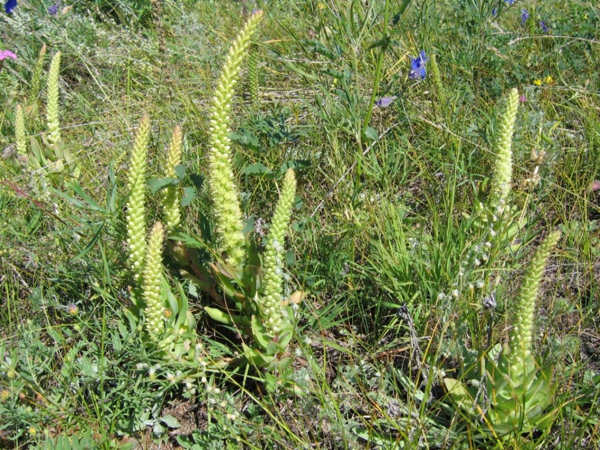 Изображение особи Orostachys malacophylla.