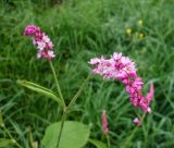 Persicaria orientalis