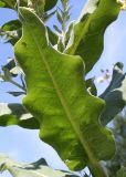 Verbascum pulverulentum