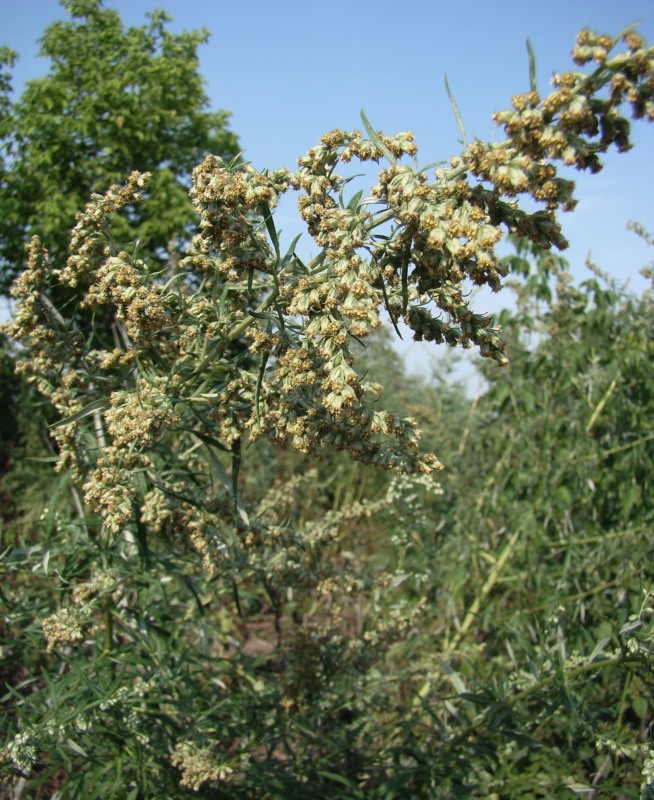 Изображение особи Artemisia vulgaris.