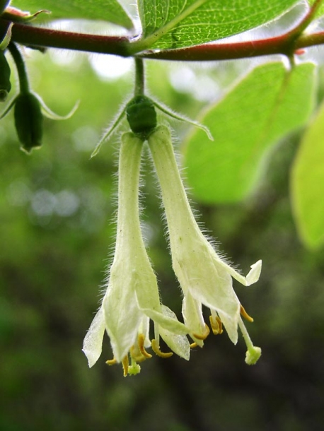 Изображение особи Lonicera caerulea.