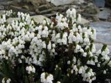 Cassiope ericoides