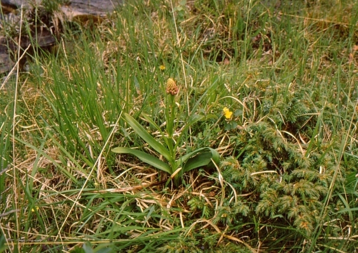 Image of Gymnadenia densiflora specimen.